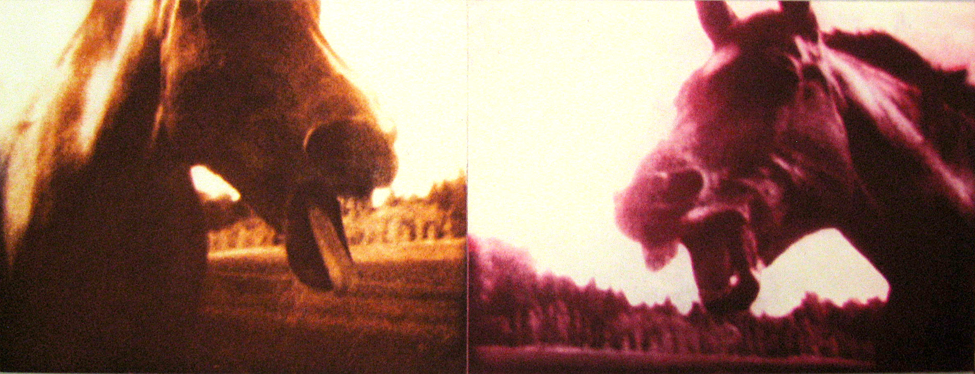 Print of two frames of horses in two colors, facing each other.